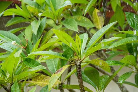 Fresh green leaves in the rainingの写真素材