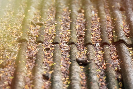 Dry leaves on the roof tiles of the houseの写真素材