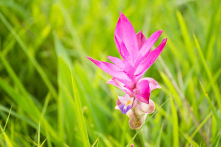 The big green field of Siam Tulip and tree. A large green meadow on top of Thailand.Siam tulip Flowers with shapes and beautiful colors.selective focusの写真素材
