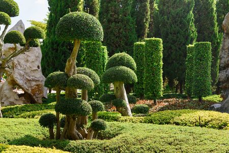 Natural bonsai tree garden Lush green parksの写真素材