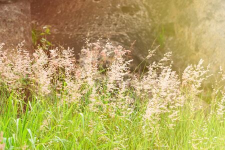 Summer grass field and sunlight in the morning.selective focus