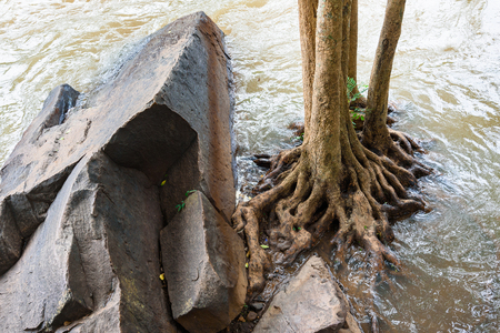 The base and roots of a Cypress Treeの写真素材