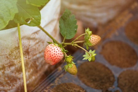 Young strawberry plants in growth at fieldの写真素材