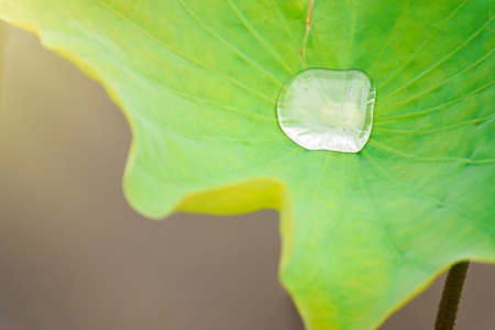Drops of water rain on lotus leaf in the pondの写真素材