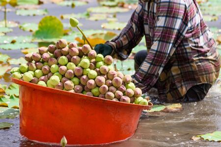 Stack of fresh unopened green and pink lotus buds in the orange plastic basin floating in a pond at Ratchaburi, Thailandの写真素材