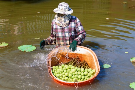 Ratchaburi, Thailand - July, 23, 2017 : Unidentified name Farmers are collecting lotus from the pond in the lotus farm at Ratchaburi, Thailandのeditorial素材