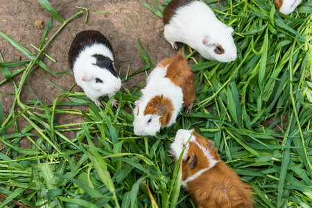 Guinea pig eating green grass in the Zoo.Thailandの写真素材