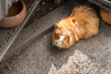 Guinea pig  in the Zoo.Thailand