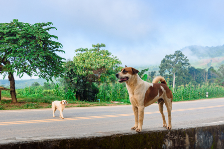 Dog stading on a mountain roadの写真素材