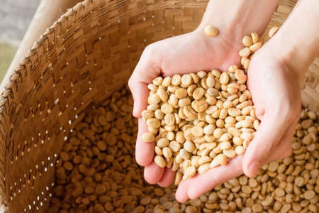 Human hands pouring dry coffee beans