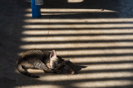 The cat in the temple Thailandの写真素材