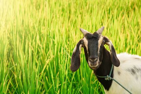 Goat in paddy field.Thailandの写真素材