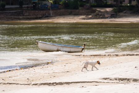 Dog on the beach at the Koh Samet island, Rayong, Thailandの写真素材