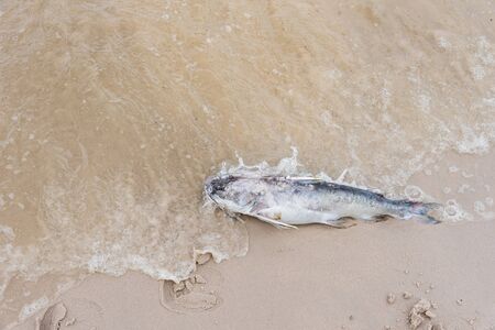 Dead fish on the beach.Thailand