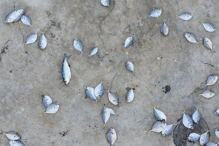 Dead fish on concrete floor.Thailandの写真素材