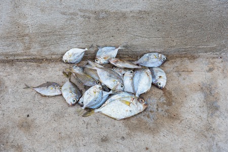 Dead fish on concrete floor.Thailandの写真素材