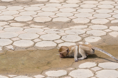 The monkey in Thailandの写真素材