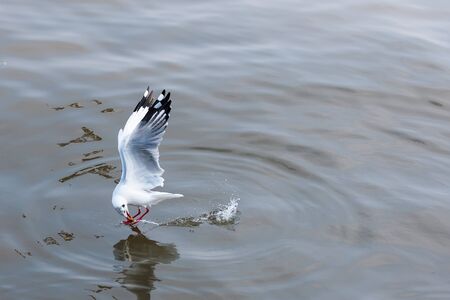 Flying Seagull taking food from the sea at Bangpoo.Thailandの写真素材