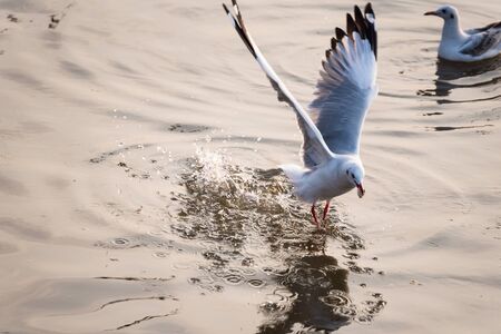 Flying Seagull taking food from the sea at Bangpoo.Thailandの写真素材