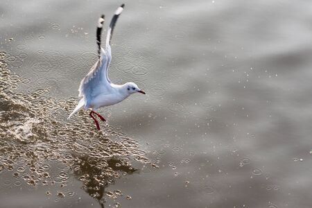 Flying Seagull taking food from the sea at Bangpoo.Thailand
