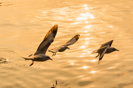 Flying Seagull taking food from the sea at Bangpoo.Thailandの写真素材