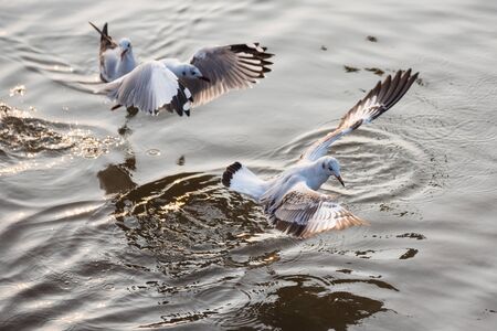 Flying Seagull taking food from the sea at Bangpoo.Thailandの写真素材