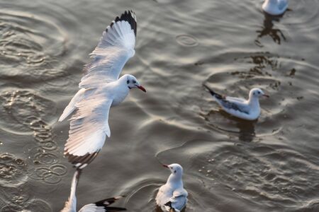 Flying Seagull taking food from the sea at Bangpoo.Thailand