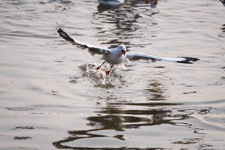 Flying Seagull taking food from the sea at Bangpoo.Thailandの写真素材