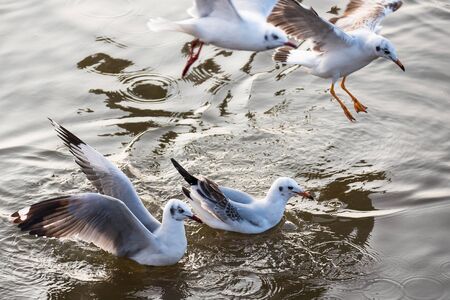 Seagull floating in the sea on the coast of Bangpoo, Thailandの写真素材