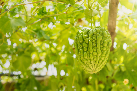 Green gourd hanging on bamboo structure.Thailandの写真素材