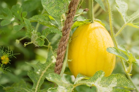 Yellow and red sweet watermelon.Thailandの写真素材