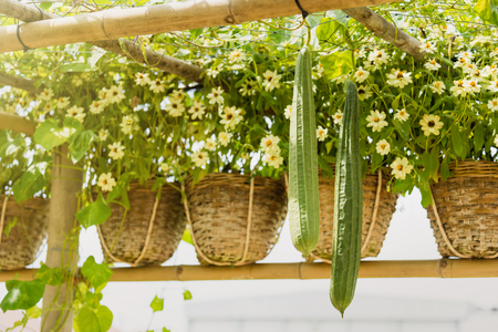 Green zucchini hanging on bamboo structure.Thailandの写真素材