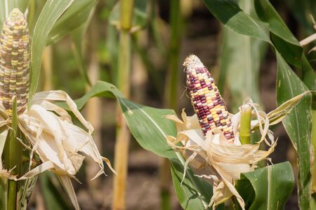 Fancy sweet corn cob in green leaves on a farm field.Thailand