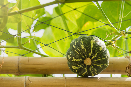 Green round gourd hanging in vegetables farm.Thailandの写真素材
