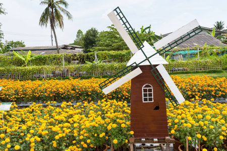 Wind Turbine in marigold flower field.Thailandの写真素材