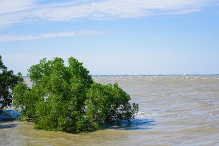 Mangrove forest tropical rainforest at coast in thailandの写真素材