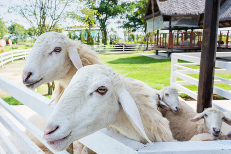 Cute sheep in the farm.Thailandの写真素材