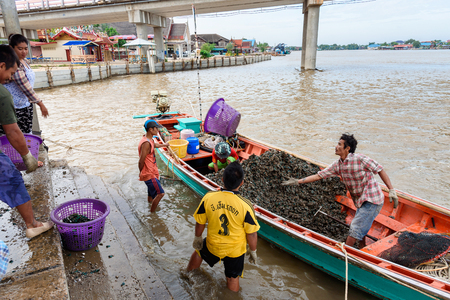 Samut Songkhram, Thailand - November, 25, 2017 : Unidentified name Fishermen are bring the mussels from the boat in the sea at Samut Songkhram, Thailandのeditorial素材