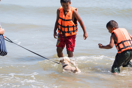 Prachuab Khirikhan, Thailand - November, 26, 2017 : Dog so cute running on beach with happy fun when travel at sea with children at Prachuab Khirikhan, Thailandのeditorial素材