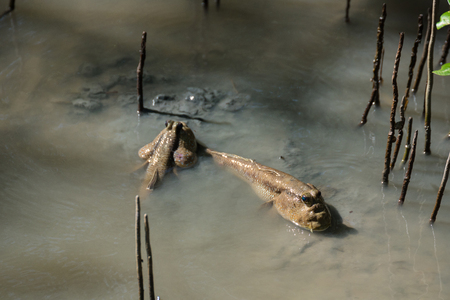 Muskipper Amphibious fish in mangrove forest.Thailand