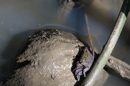 Crabs in the mangrove forest.Thailand