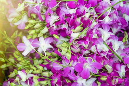 Orchid flower in tropical garden,Floral nature background.Thailandの写真素材