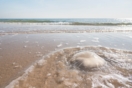 The Jellyfish on the beach.Thailandの写真素材