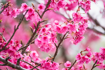 Beautiful pink cherry blossom.Vivid color of Cherry Blossom or pink Sakura flower soft focus.Thailandの写真素材