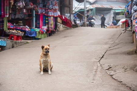 A dog sits on the road market.Thailandの写真素材