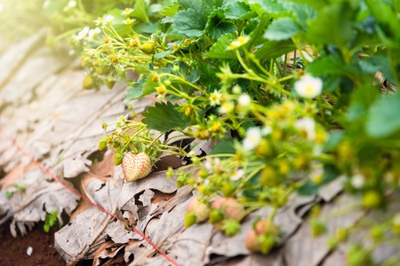 Strawberry plantation field in the morning at Doi Ang Khang Chiang Mai, Thailandの写真素材