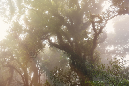 The tree top on a foggy morning.Magic misty forest.Thailandの写真素材