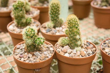 Group of small cactus plant in the pot at cactus garden.Thailandの写真素材