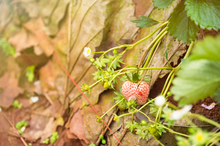 Strawberry plantation field in the morning at Doi Ang Khang Chiang Mai, Thailandの写真素材