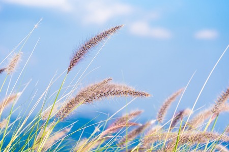 The grass on the mountain flutter with the wind on the beautiful sky.Thailandの写真素材